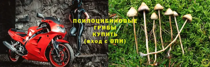 Псилоцибиновые грибы мицелий  Нестеров 